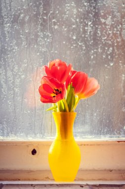 Lale bir pencere üzerinde bir vazoda