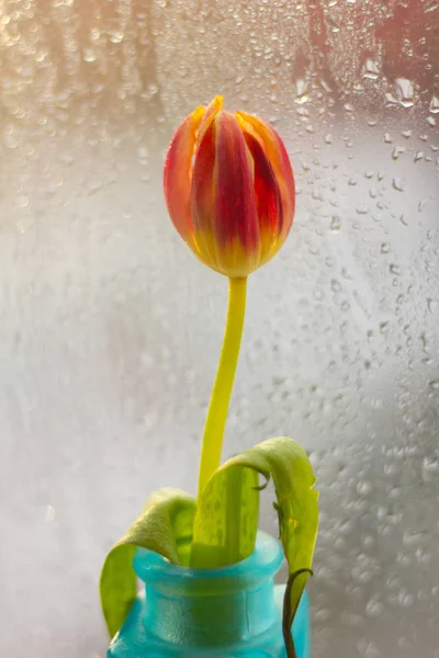 Tulipany Wazonie Parapecie — Zdjęcie stockowe