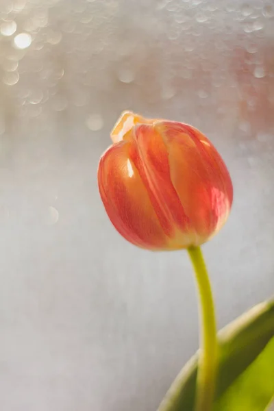 Tulipánok Vázában Egy Ablakpárkány — Stock Fotó