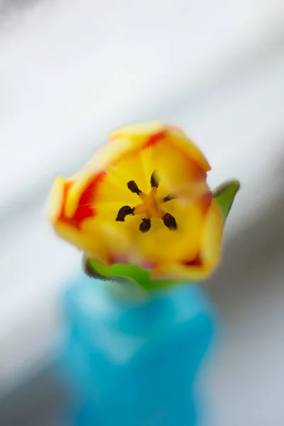 Tulips Vase Windowsill — Stock Photo, Image