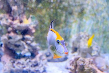 Hayvanat bahçesi akvaryumunda yüzen balıklara yakın. 