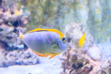 Hayvanat bahçesi akvaryumunda yüzen balıklara yakın. 