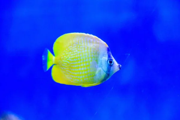 Gros Plan Poissons Nageant Dans Aquarium Zoo — Photo