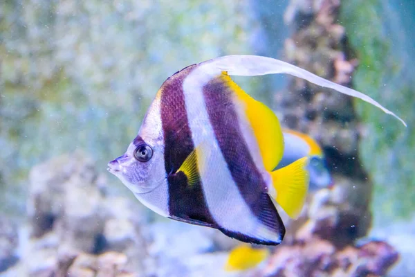 Hayvanat Bahçesi Akvaryumunda Yüzen Balıklara Yakın — Stok fotoğraf