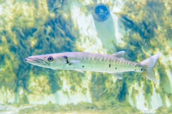 Hayvanat Bahçesi Akvaryumunda Yüzen Balıklara Yakın — Stok fotoğraf