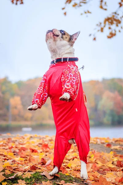 秋の葉で遊ぶフランスのブルドッグ — ストック写真