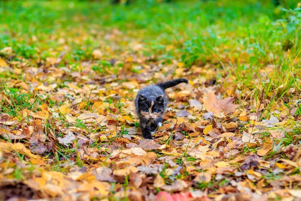 Sonbahar Ormanında Yaprakları Olan Sevimli Bir Kedi Yavrusu — Stok fotoğraf