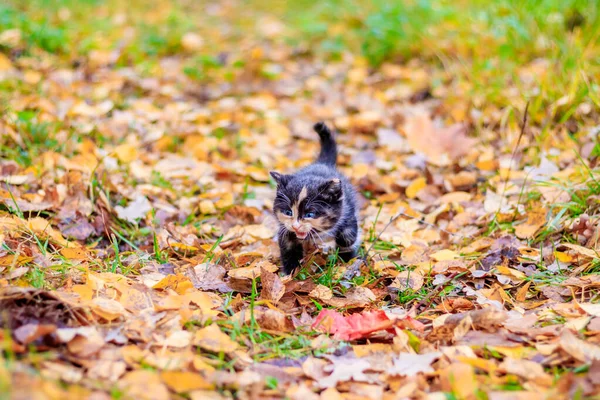 Sonbahar Ormanında Yaprakları Olan Sevimli Bir Kedi Yavrusu — Stok fotoğraf