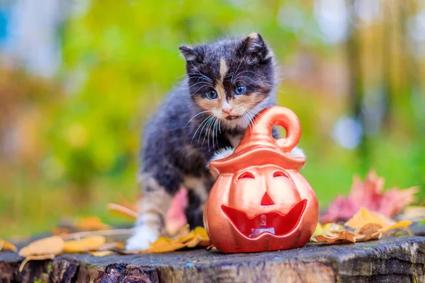 Anak Kucing Kecil Dengan Labu Mainan Hutan Musim Gugur — Stok Foto