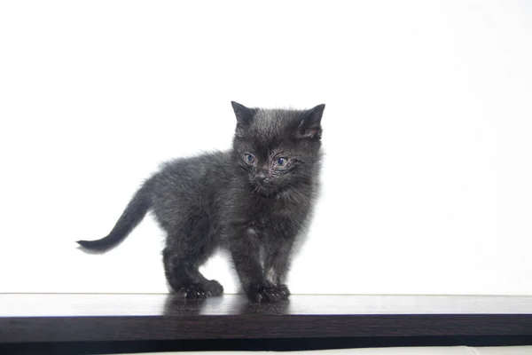 白色背景的小黑猫 — 图库照片