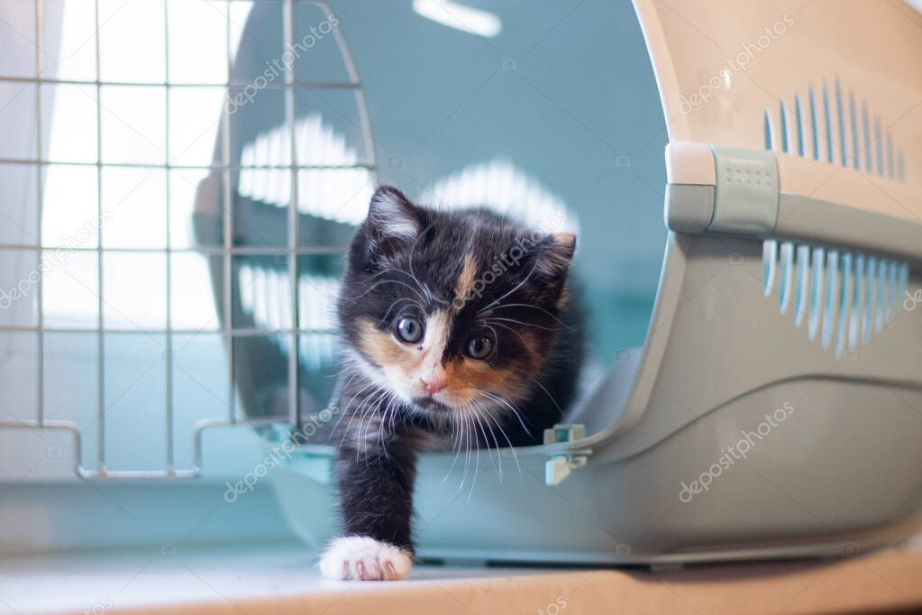 cute kitten sitting in carrier for animals during transportation 