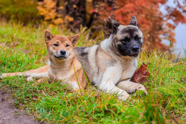 Akita และ Shiba นในสวนฤด ใบไม — ภาพถ่ายสต็อก