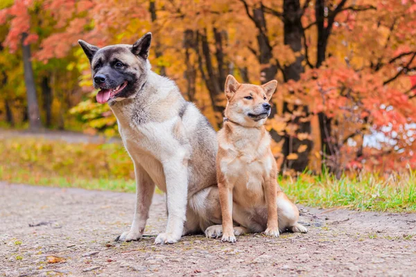 Psy Akita Shiba Spacerujące Jesiennym Parku — Zdjęcie stockowe