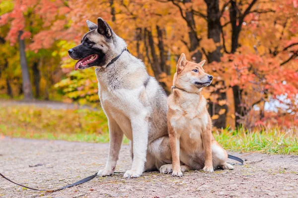 Psy Akita Shiba Spacerujące Jesiennym Parku — Zdjęcie stockowe