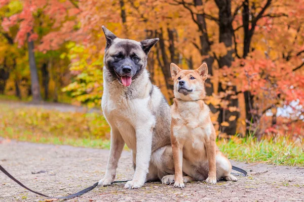 Psy Akita Shiba Spacerujące Jesiennym Parku — Zdjęcie stockowe