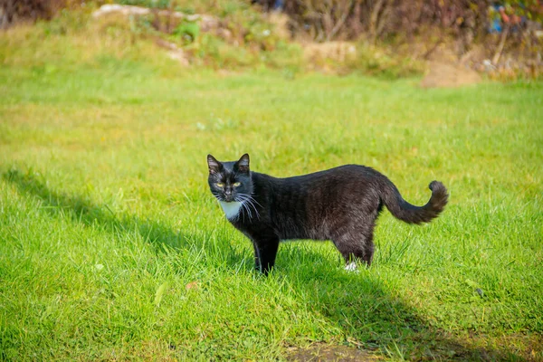 Gatto Che Cammina Erba Verde Iarda — Foto Stock