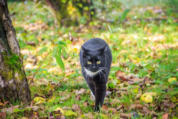 庭の緑の芝生の上を猫が歩く — ストック写真