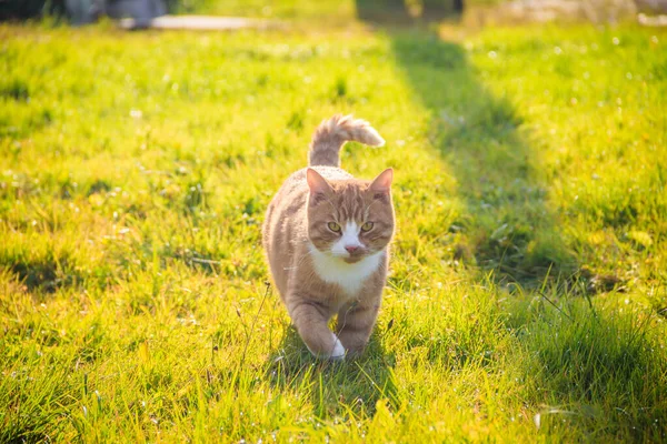 Kot Spacerujący Zielonej Trawie Podwórku — Zdjęcie stockowe