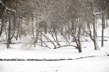 Winter snowy Park-like landscape. Winter landscape. Heavy snowfall in the Park . First snow.