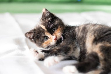 Kedi oyuncakla oynar. Küçük kedi. Yavru kedi. Hayvanlar için oyuncak.