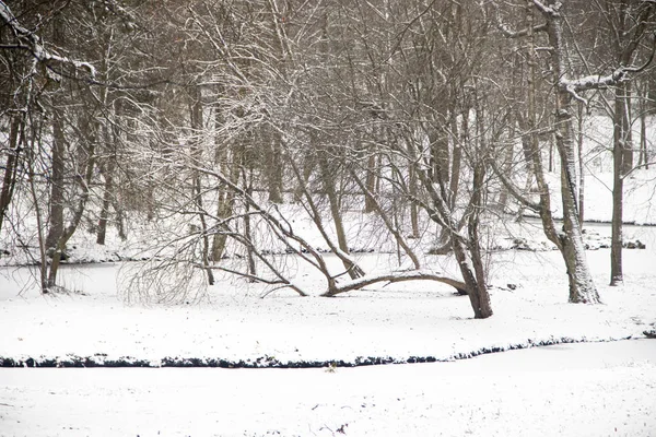 Winter snowy Park-like landscape. Winter landscape. Heavy snowfall in the Park . First snow.