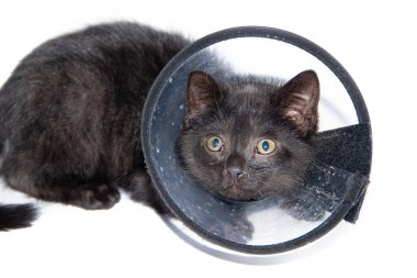 Black kitten on a white background, in collar . The health of the cat . The treatment of the cat. Transparent collar. Small animal.