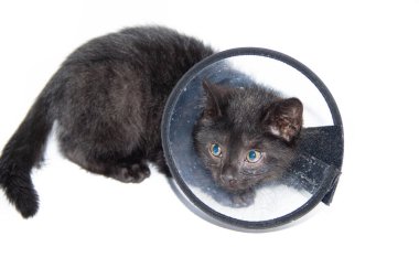Black kitten on a white background, in collar . The health of the cat . The treatment of the cat. Transparent collar. Small animal.