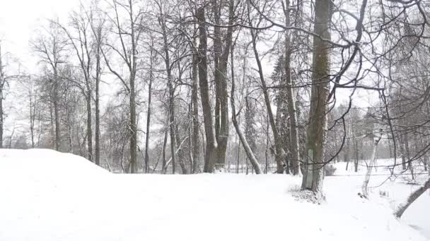 Мальовничий Вид Засніжений Зимовий Парк — стокове відео