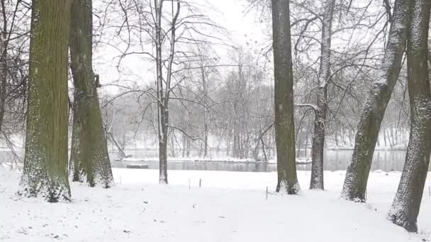 雪の冬の公園の湖の絵のような景色 — ストック動画