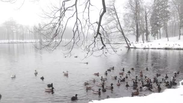 Patos Nadam Lago Inverno Vídeo — Vídeo de Stock