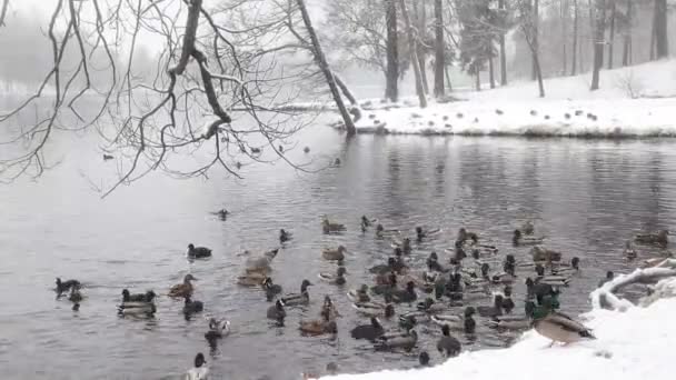 Patos Nadam Lago Inverno Vídeo — Vídeo de Stock