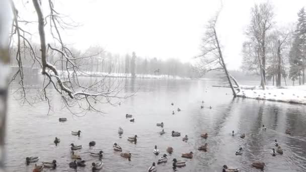 Anatre Nuotare Sul Lago Inverno Video — Video Stock