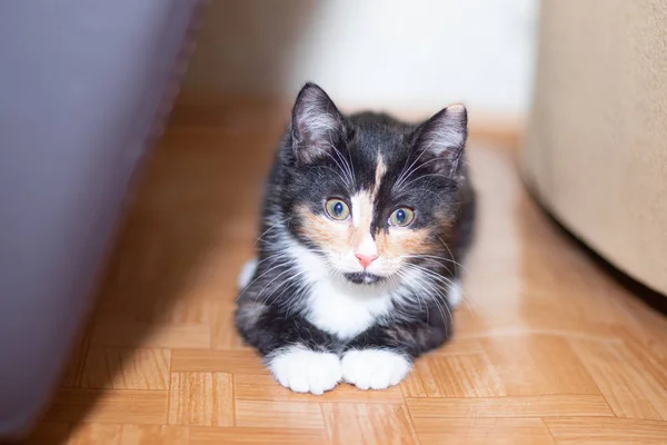 Little three-colored cat lying on the floor. Pet. Kitten. Mammals. Young animal . — Stockfoto