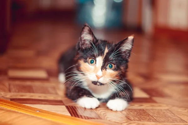Pequeño gato de tres colores tirado en el suelo. Mascota. Gatito. Mamíferos. Animales jóvenes  . —  Fotos de Stock