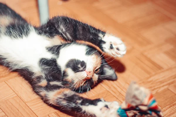 Egy kis háromszínű macska fekszik a földön. Kisállat. Kiscica. Emlősök. Fiatal állat . — Stock Fotó