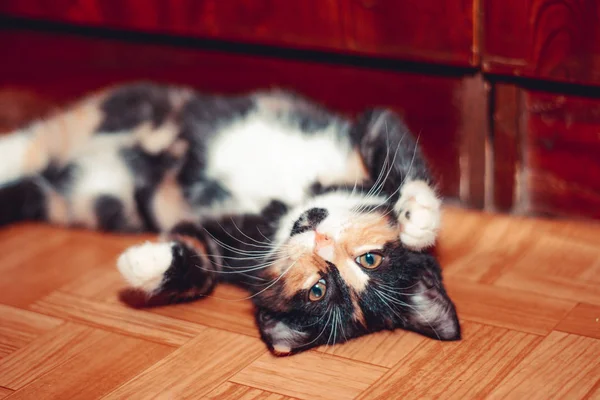 Little three-colored cat lying on the floor. Pet. Kitten. Mammals. Young animal . — Stockfoto