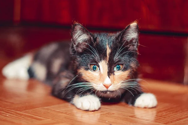 Little three-colored cat lying on the floor. Pet. Kitten. Mammals. Young animal . — Stockfoto