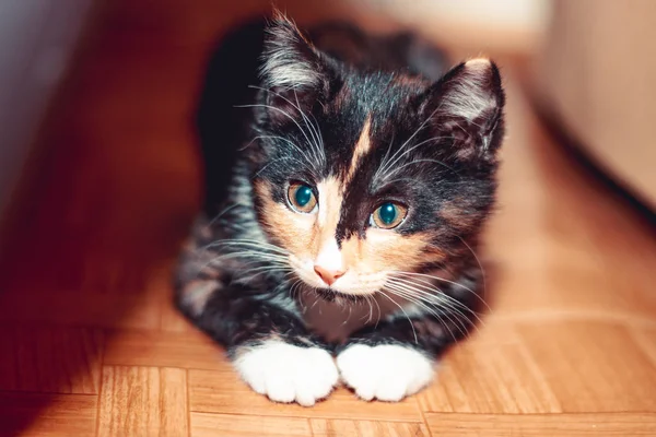 Pequeño Gato Lindo Tres Colores Tirado Suelo Casa —  Fotos de Stock