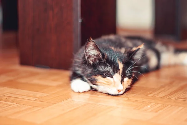 Μικρή Τρίχρωμη Χαριτωμένη Γάτα Ξαπλωμένη Στο Πάτωμα Στο Σπίτι — Φωτογραφία Αρχείου