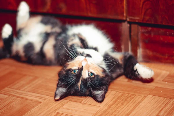 3色の可愛い猫が家の床に横たわっています — ストック写真