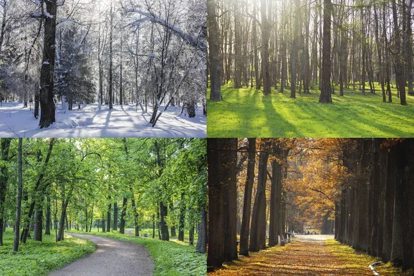 Kolaj fotoğrafları, her mevsim. Kış, bahar, yaz, sonbahar. 