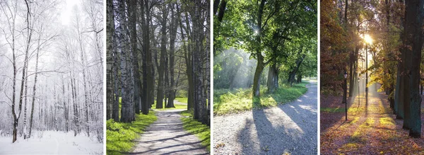 Kolaj fotoğrafları, her mevsim. Kış, bahar, yaz, sonbahar. 