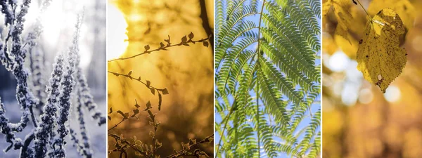 Kolaj fotoğrafları, her mevsim. Kış, bahar, yaz, sonbahar. 