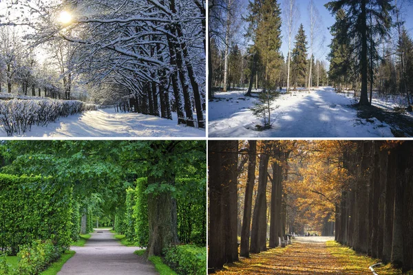 Fotos Colagem Todas Estações Inverno Primavera Verão Outono — Fotografia de Stock