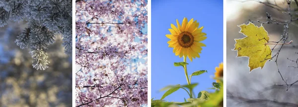 Collage photos, all seasons . Winter, spring, summer, autumn.