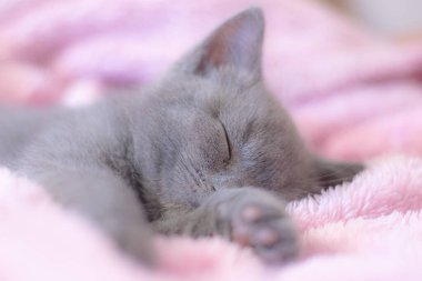 İngiliz kedi yavrusunun pembe battaniyede uyumasına yakın.