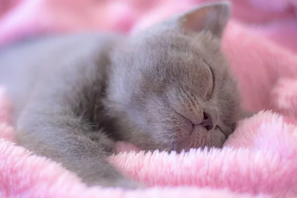 Primer Plano Gatito Británico Durmiendo Rosa Manta — Foto de Stock