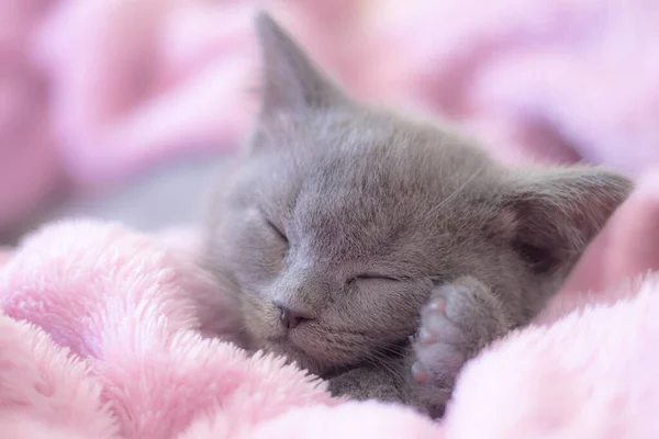 Крупный План Британского Котенка Спящего Розовом Одеяле — стоковое фото