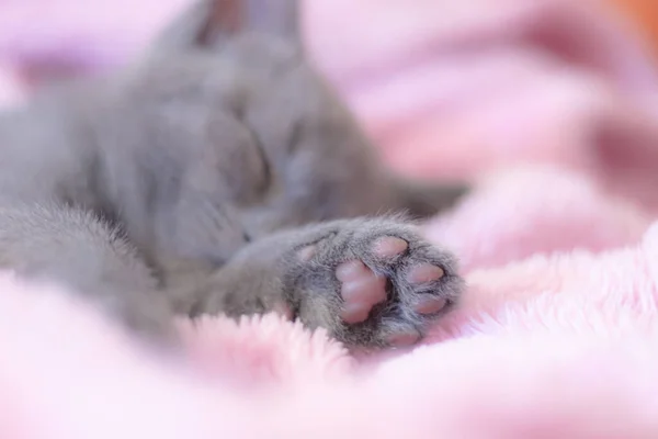 Primer Plano Gatito Británico Durmiendo Rosa Manta — Foto de Stock