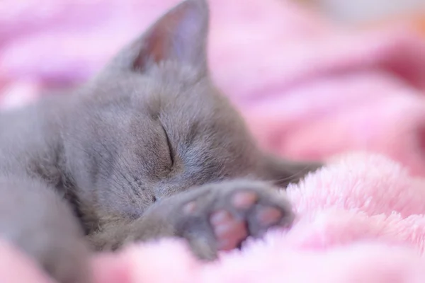Ngiliz Kedi Yavrusunun Pembe Battaniyede Uyumasına Yakın — Stok fotoğraf